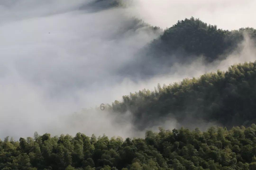 救援有趣的狮子